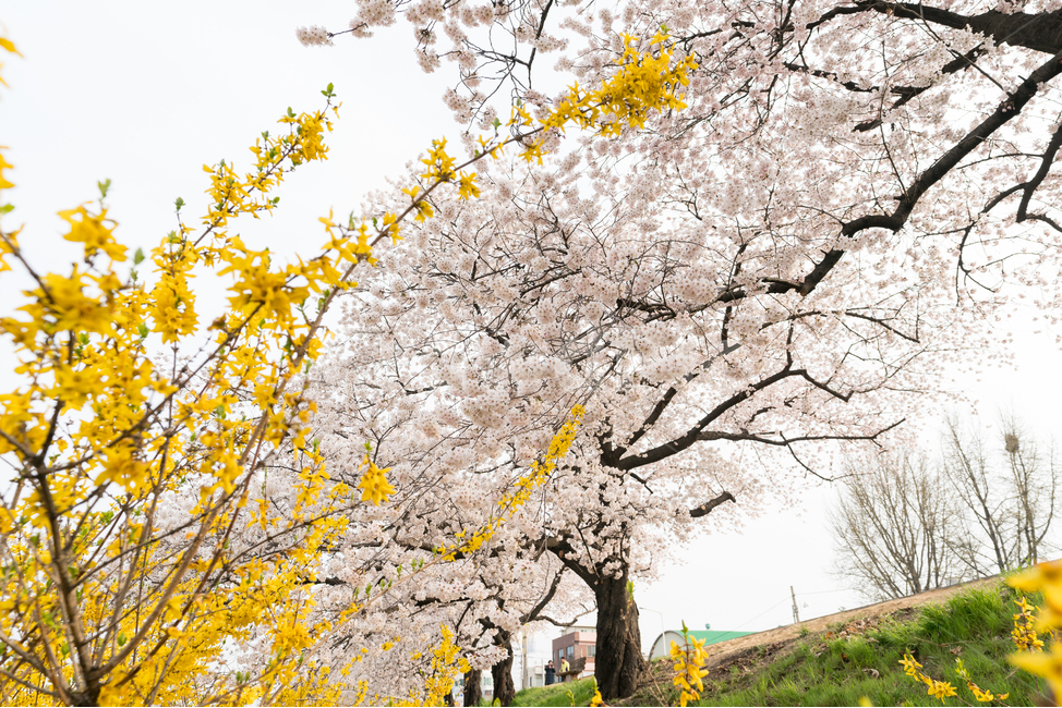 벚꽃,봄꽃,사쿠라,봄,spring,꽃,cherryblosso,계절,식물,자연,개나리,공존
