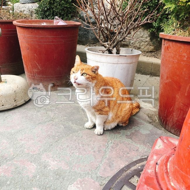 길냥이,길고양이,고양이,깡패,골목대장,동물
