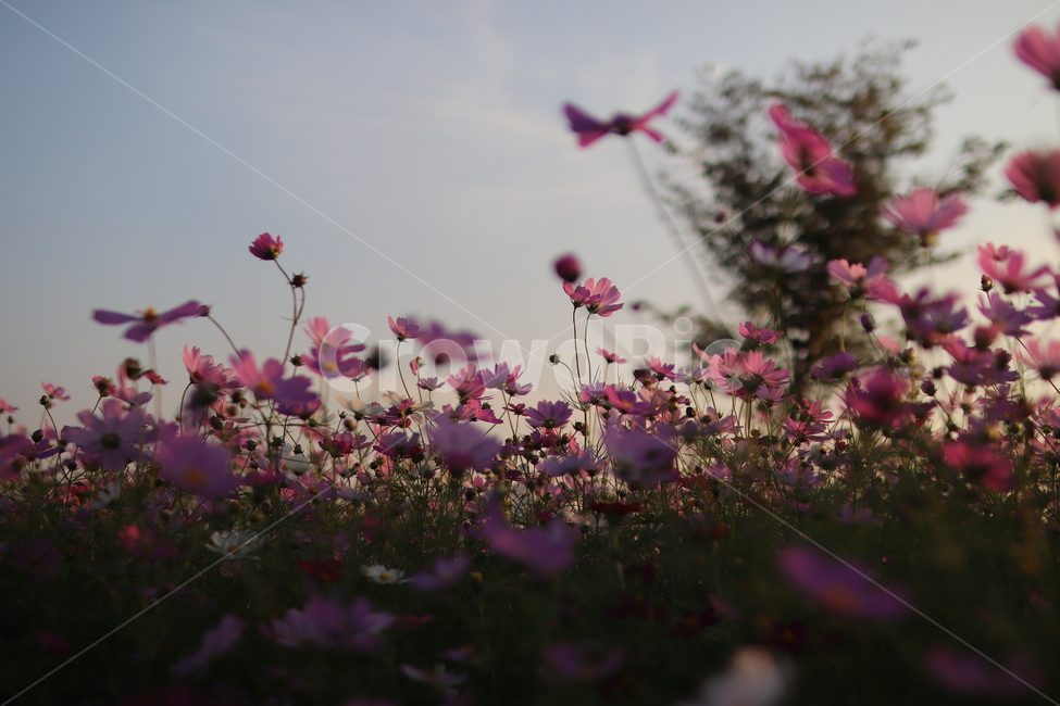 꽃,코스모스,가을,감성,대저,flower,cosmos,가을,계절,fall,autumn,season,식물,자연,plants,nature,꽃,flower,blossom,geranium,제라늄,plant