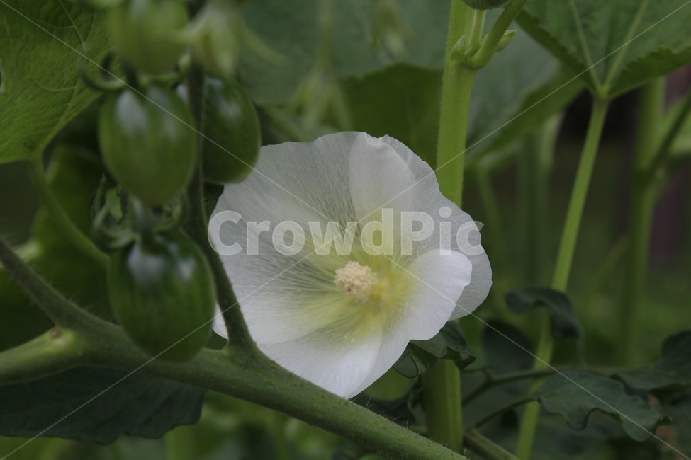 자연,식물,박꽃,방울토마토,자연학습,주말농장,식물,자연,plants,nature,꽃,flower