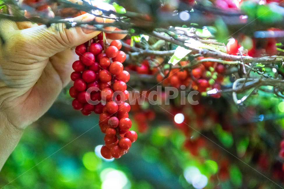 오미자,다섯가지맛,식물,과일,열매,수확,농업,제철,식물,자연,plants,nature,사람,인물,인간,human,person,신체일부,몸,body,과일,열매,fruit
