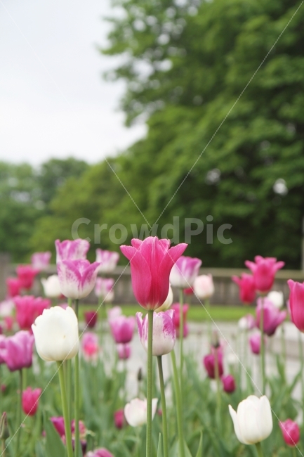 식물사진,꽃사진,튜울립사진,빨간튜울립,감성사진,식물,자연,plants,nature,꽃,flower