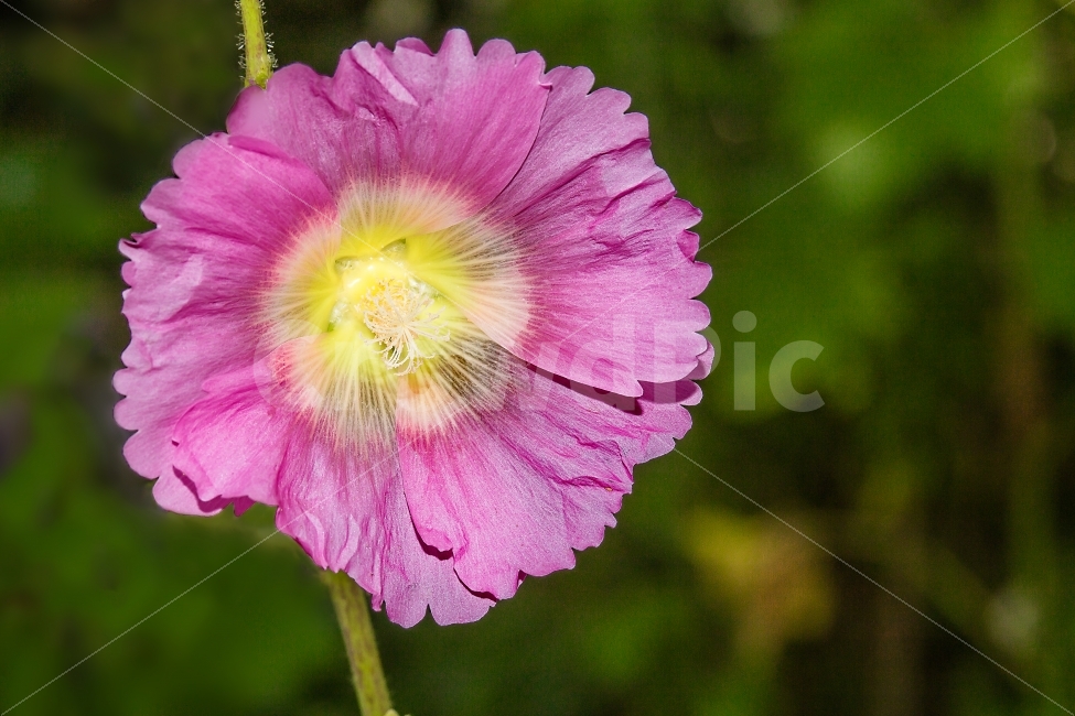꽃,분홍색,핑크,꽃나무,배경,바탕,화면,공원,자연,식물,자연,plants,nature,꽃,flower