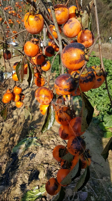 시골,가을,감,감나무,나무,자연,식물,자연,plants,nature,과일,열매,fruit