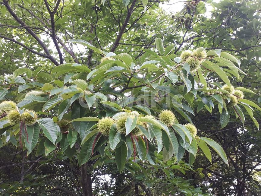 밤나무,가시열매,밤톨이,군밤,별미,식물,자연,plants,nature,과일,열매,fruit
