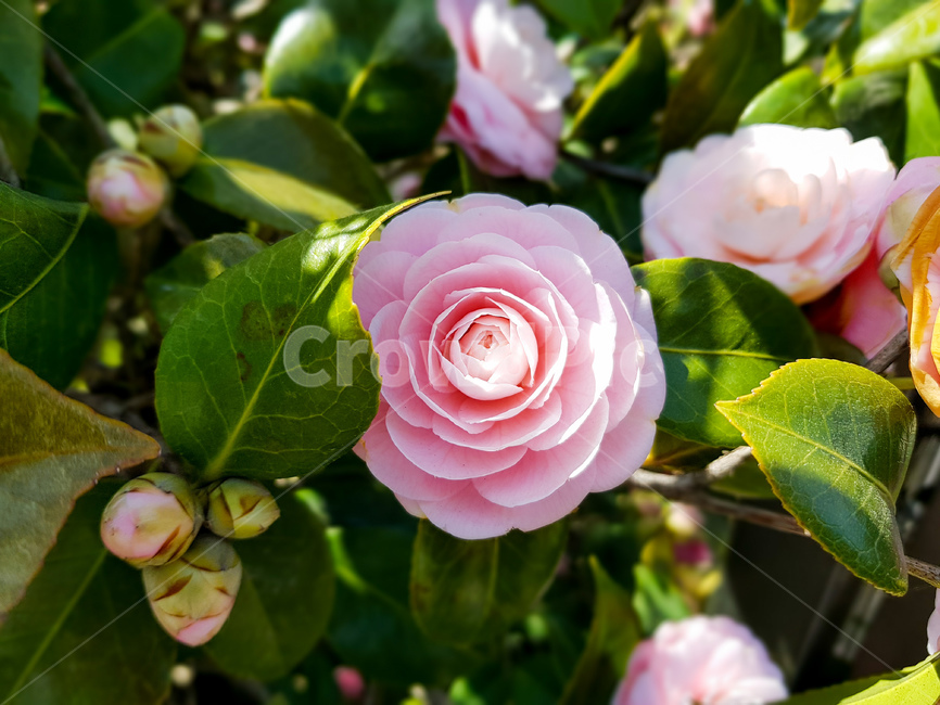 식물,장미,rose,꽃,flower
