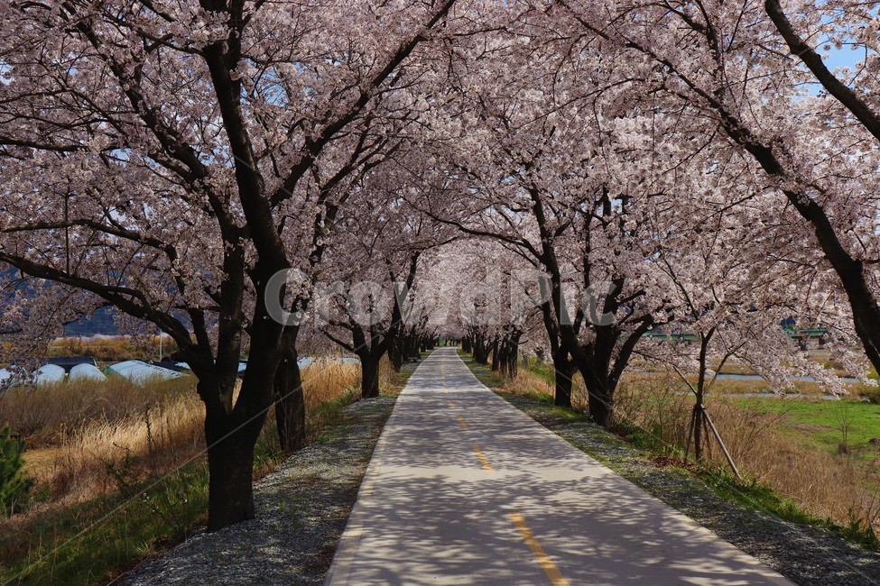 봄,벚꽃,나들이,풍경,밀양제방길,산책,꽃,벛꽃터널,밀양,밀양강,봄,계절,spring,season,자연,풍경,nature,landscape,plant,식물,flower,blossom