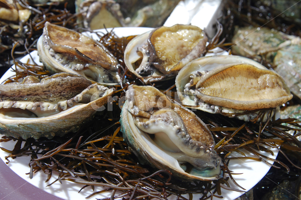 전복,해산물,수산물,해물,음식,재료,음식재료,식재료,싱싱한,신선한,음식,식재료,요리,food,cook,meal,dishes,food reserves,수산물,해산물,fishery products,seafood