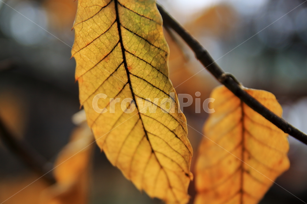 낙엽,가을,나뭇잎,가을풍경,단풍,가을,계절,fall,autumn,season,식물,자연,plants,nature,veins,정맥