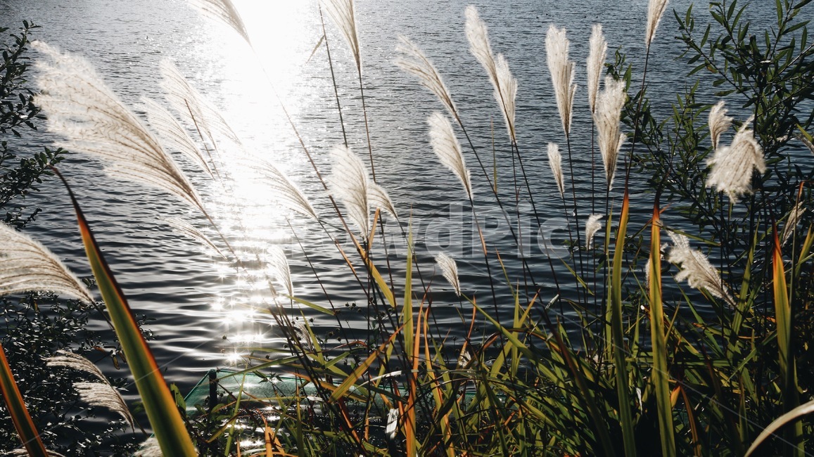 윤슬,호수,갈대,빛,물결,식물,자연,plants,nature