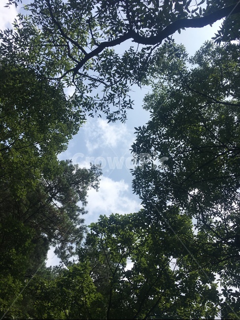 자연,숲,나무,한반도,힐링,자연,풍경,nature,landscape,tree,plant,식물,tree trunk,나무 줄기