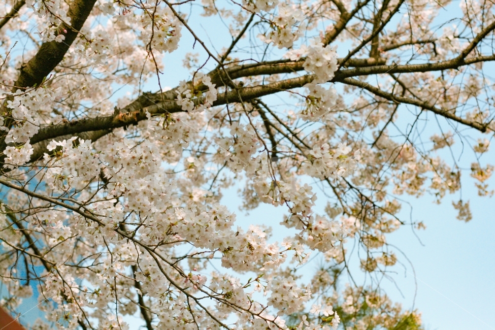 꽃,벚꽃,식물,하늘,봄,flower,sakura,spring,봄,계절,spring,season,식물,자연,plants,nature,꽃,flower,plant,cherry blossom,blossom