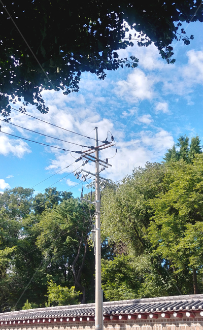 여름하늘,담벼락,여름,푸르른,청량한,종묘,공원,sky,summer,자연,풍경,nature,landscape,한국전통,한국문화,korean traditional,korean culture,산업,industry,industrial