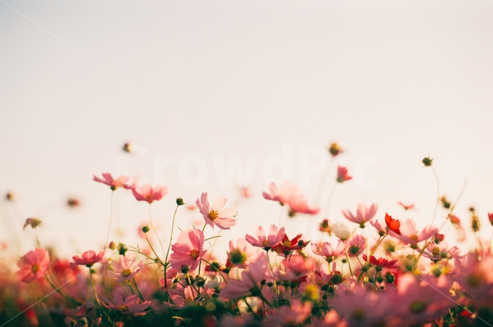 꽃,코스모스,가을,감성사진,식물,가을,계절,fall,autumn,season,휴식,힐링,rest,relaxation,healing,식물,자연,plants,nature,꽃,flower,감성,sensible,feeling,색깔,색상,색채,색감,color sense,color sensitivity,feeling of color,plant,blossom
