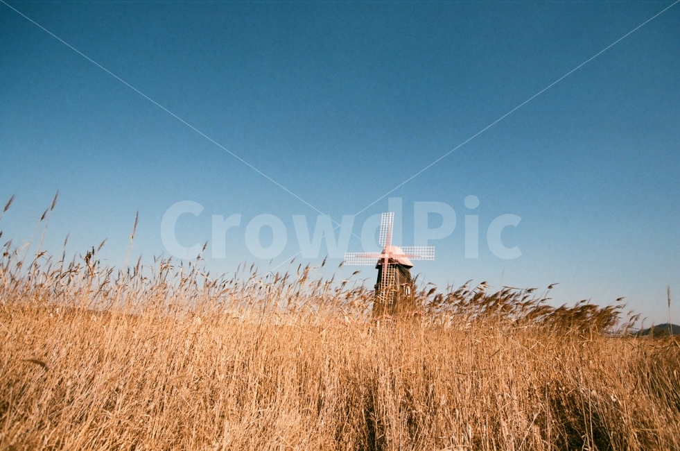 film photography,analog,memory,Reed,Incheon,old,windmill,winter morning,old photo,longing