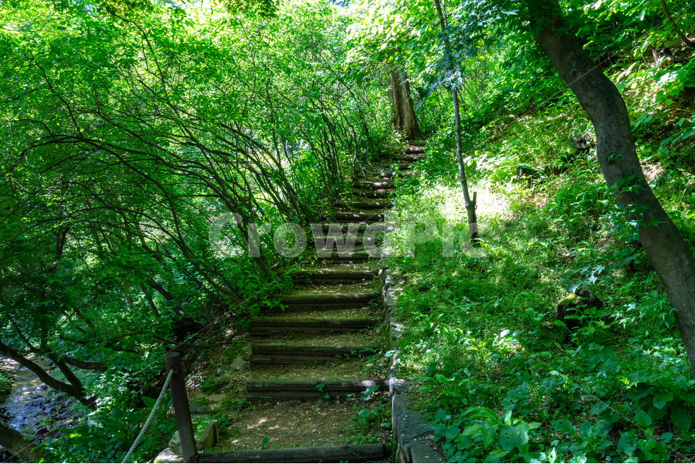 나무,그늘,계단,햇살,푸르름,숲,tree,sunshine,stair,shade,자연,풍경,nature,landscape,휴식,힐링,rest,relaxation,healing,outdoors,옥외,garden,정원,arbour,정자