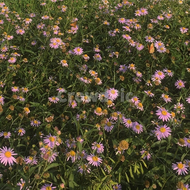 꽃,flower,식물,plant,blossom,데이지,daisy,daisies