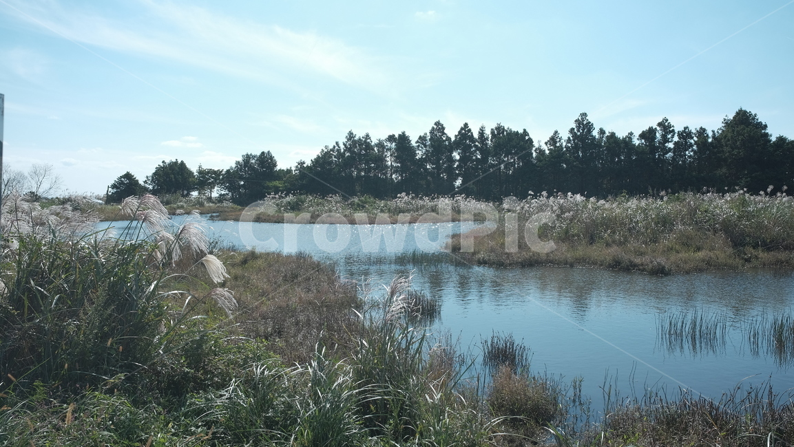 제주도,갈대,연못,나무,가을,자연,풍경,nature,landscape,outdoors,옥외,land,땅,water,물