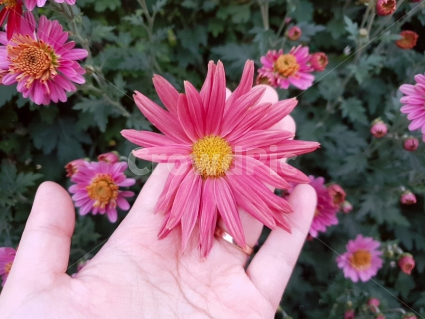 꽃,국화,생화,손,flower