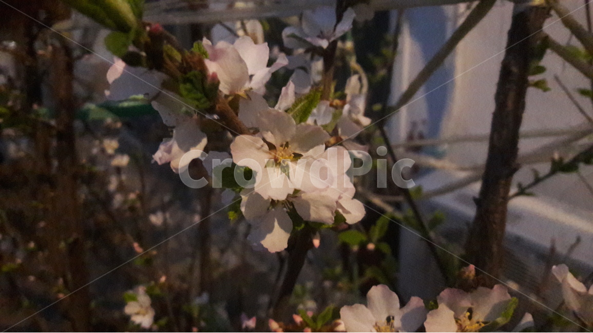앵두나무,꽃,저녁,봄,spring,봄,계절,spring,season,식물,자연,plants,nature,꽃,flower,plant,blossom