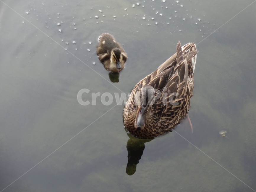 오리,새끼오리,물가,호수,동물,동물,animal,조류,새,birds