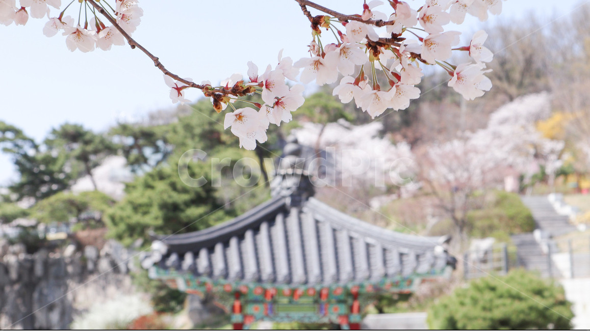 벚꽃,사쿠라,봄꽃,봄,spring,blossom,식물,plant,꽃,flower,자연,하늘,sky,skyblue,nature,cherryblossom,feeling,season,공원,정자,한옥,korea,park,감성,분위기,한국전통,koreaseason,한국문화,처마,지붕,한국봄풍경,한국봄꽃,한국봄사진