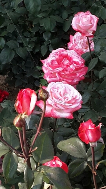 장미,분홍색,꽃,봄,피어나다,아름답다,자연,rose,pink,flower,spring,beauty,nature,식물,자연,plants,nature,꽃,flower