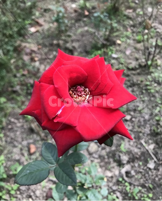 자연,식물,장미,꽃,장미꽃,식물,자연,plants,nature,꽃,flower