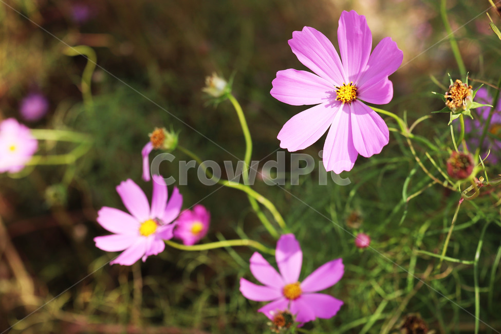 plant,식물,꽃,flower,코스모스,분홍꽃,가을,fall,autumn,cosmos