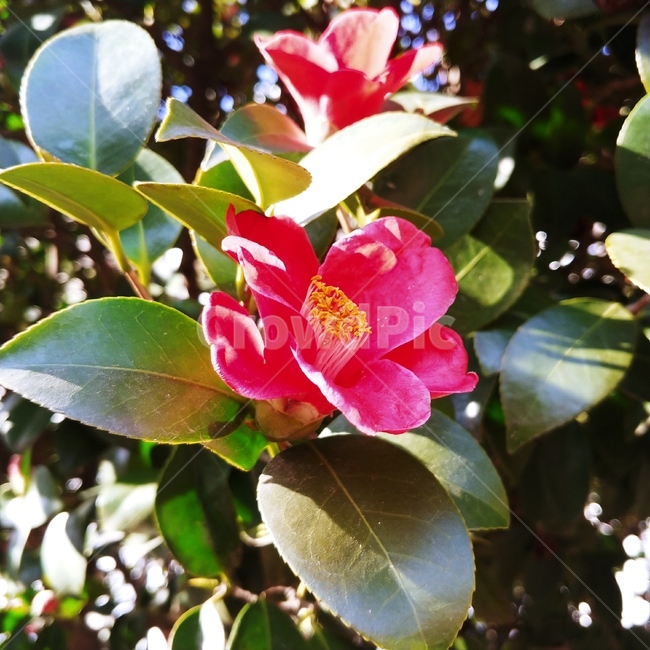 꽃,동백,동백꽃,동백나무,빨간색,빨강,나무,꽃나무,flower