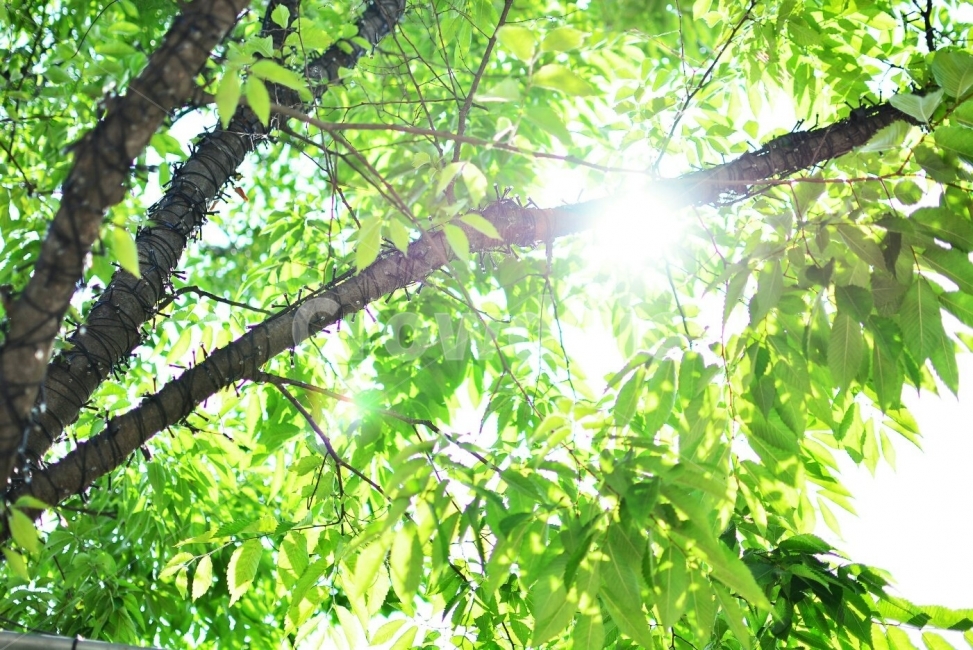 가을,가을날씨,가을감성,햇빛,나무,tree,느낌,힐링,마음,여유,맑은,밝은,밝다,화사한,feel,풍경,풍경사진,녹색,보정,색감,자연,식물,자연,plants,nature,나무,trees,wood,휴식,힐링,rest,relaxation,healing