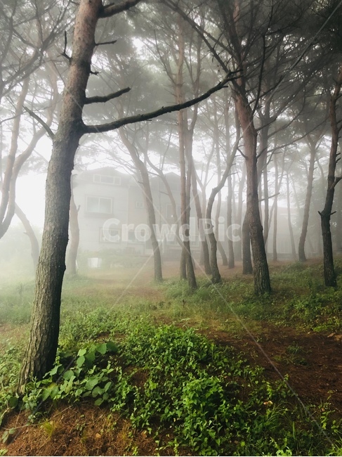 안면도,펜션,자연,나무,안개,건축,건물,풍경,아침,숲,계절,여름,summer,휴식,힐링,식물,nature,landscape,season,rest,relaxation,healing,plants,분위기,고요