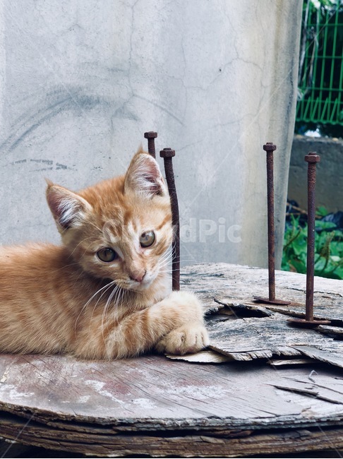 고양이,고양이들,cat,동물,감성사진,고양이사진,새끼고양이,고양이,cat,kitten,kitty