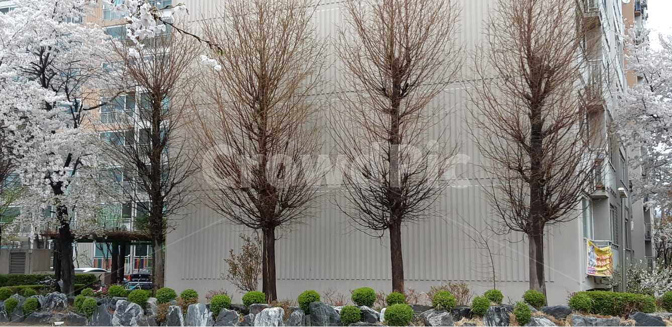 나무,벗나무,아파트,봄,벽,봄,계절,spring,season,식물,자연,plants,nature,나무,trees,wood,건축물,건물외관,exterior,building,structure,architecture,construction