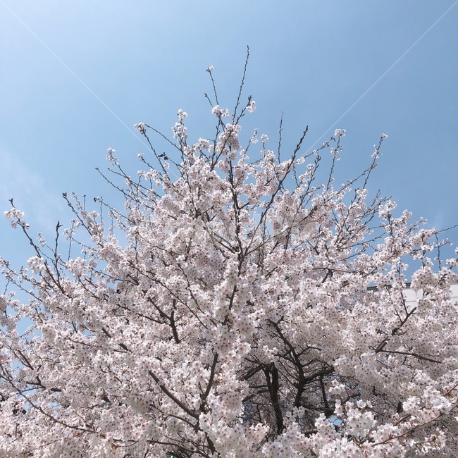 벚꽃,벚꽃나무,봄,꽃,봄꽃