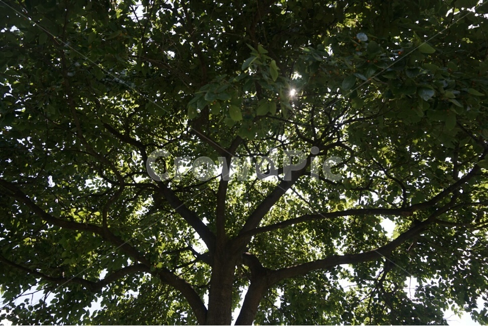 나무,빛,자연,식물,tree,nature,light,햇빛,sunshine,sun,sunlight