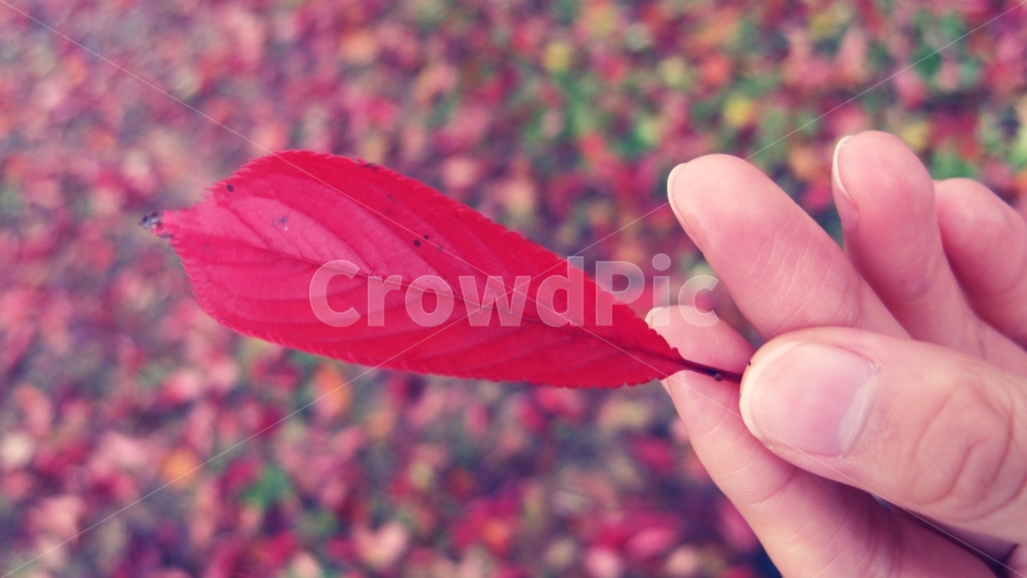 leaf,잎,plant,식물,가을,잎사귀,단풍,가을,계절,fall,autumn,season,veins,정맥