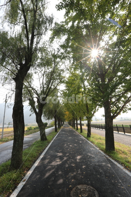 가로수,별,맑은날,감성,힐링,휴식,자연,풍경,nature,landscape,tree,나무,plant,식물,tree trunk,나무 줄기,asphalt,아스팔트