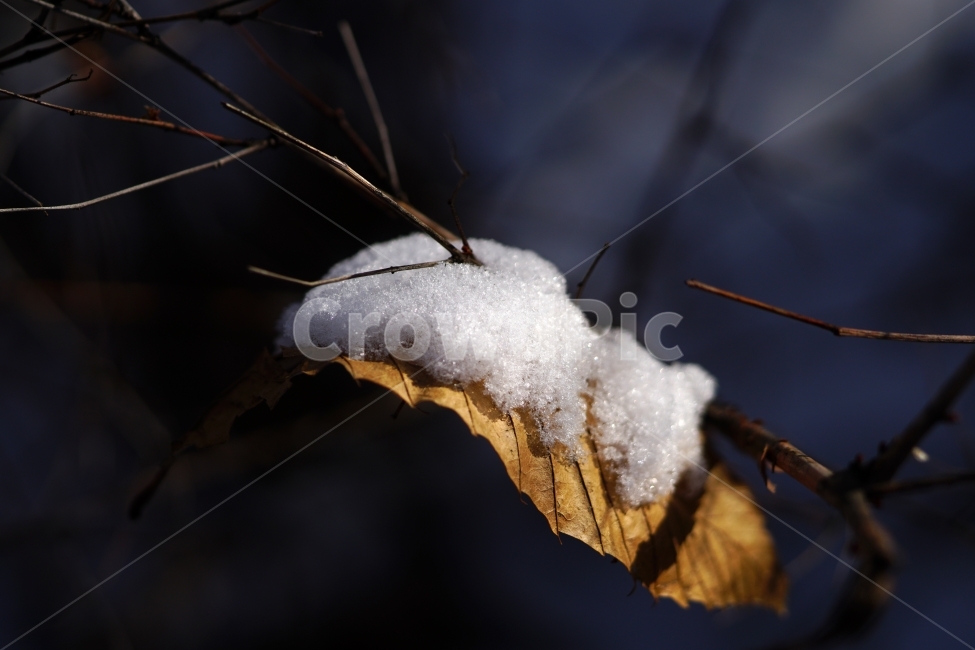 겨울,계절,자연,winter,season,nature,눈,snow,흰눈,한국자연,korea,스냅,스냅사진,감성,감성사진,snap,snapshot,겨울눈,눈이내리는,눈내리는,눈오는,눈내린,풍경,landscape,눈이쌓인,추위,춥다,추운,낙엽,이파리,식물,나무,plants,ice,얼음,겨울,계절,winter,season,식물,자연,plants,nature