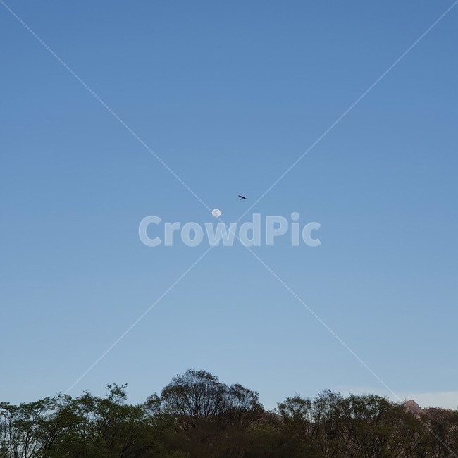 새,달,밤하늘,moon,자연,달빛,bird,하늘,해질녘,자연,풍경,nature,landscape,animal,동물,flying,나는,adventure,모험,leisure activities,레저 활동
