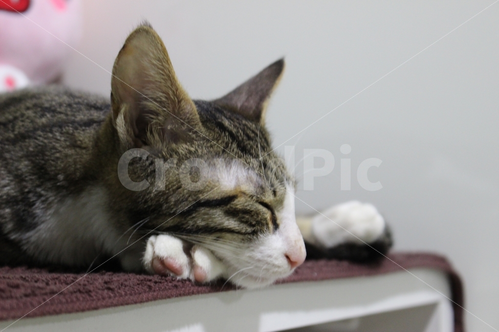 	고양이,반려동물,유기묘,길냥이,애완동물,cat,pet,kitten,아기고양이,코숏,코리안숏헤어,동물,동물,animal,고양이,cat,kitten,kitty,포유류,mammal