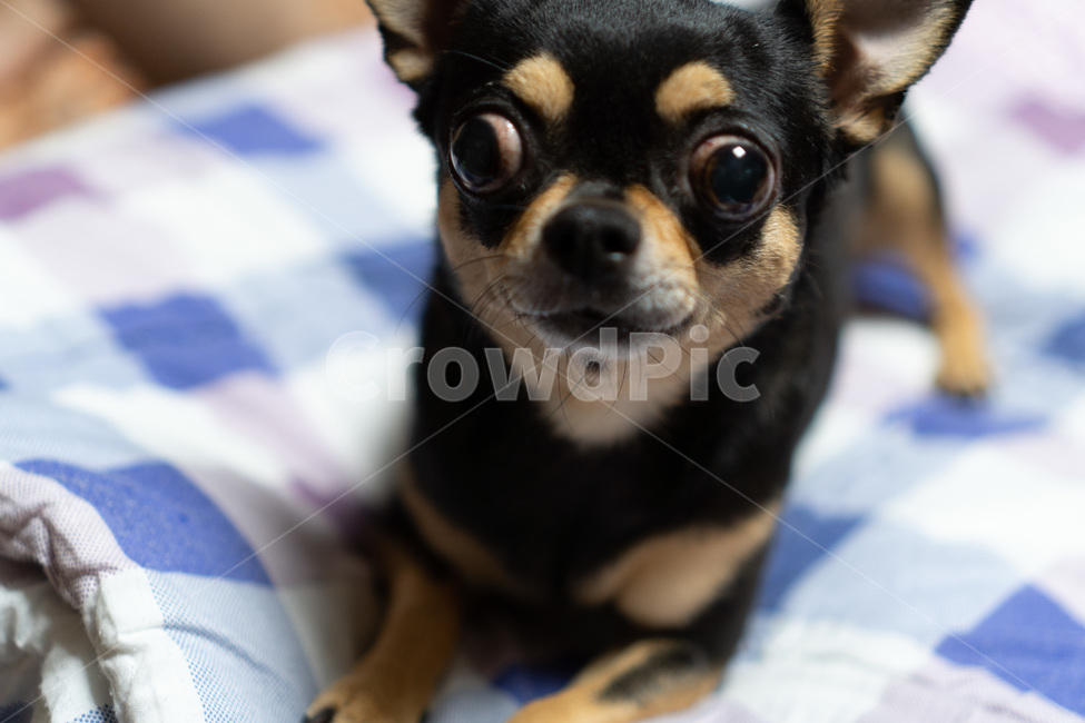 치와와,강아지,애완견,애완동물,pet,동물,dog,포유류,chihuahua,동물,animal,포유류,mammal,개,강아지,dog,doggy