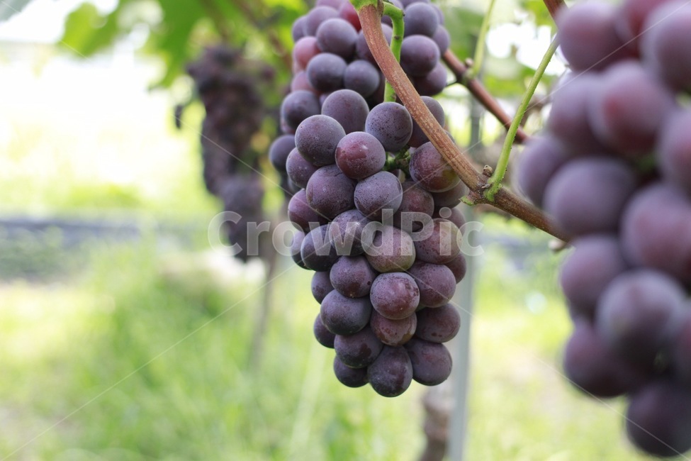 거봉,포도,자옥,grape,포도나무,과일,열매,fruit,산업,industry,industrial,농업,농사,agriculture,farming,farming industry