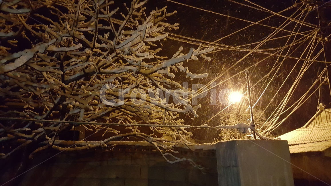 눈,nature,자연,light,빛,나무,겨울,겨울,계절,winter,season