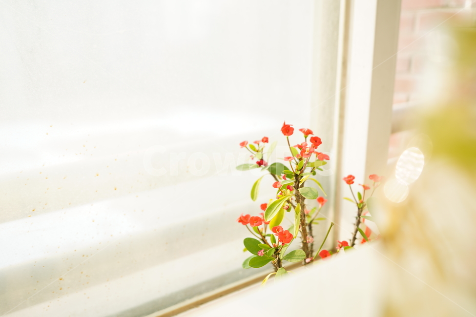 꽃,화분,취미,가지,나무,잎,색감,컬러,감성,생명,식물,느낌,레드,red,flower,꽃,flower,실내용화초,화분,화초,house plant,감성,sensible,feeling