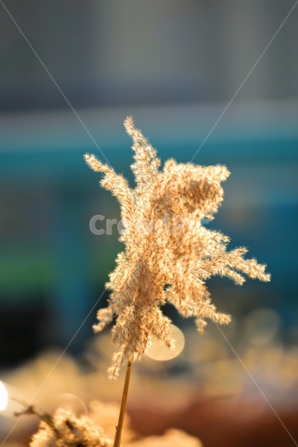 가을,억새,갈대,빛,햇빛,가을,계절,fall,autumn,season,식물,자연,plants,nature