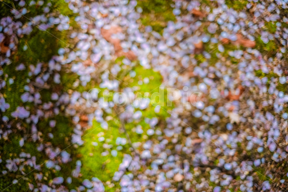 식물,자연풍경,꽃,감성사진,봄,꽃,flower