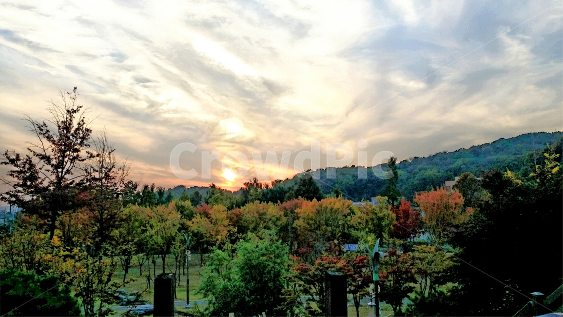 plant,식물,tree,abies,아비,옥외,outdoors,전나무,fir,그늘,노을,석양,태양,단풍,봄,여름,가을,나무,잔디,야외,공원,파크,풍경,산,감성,색감,컬러