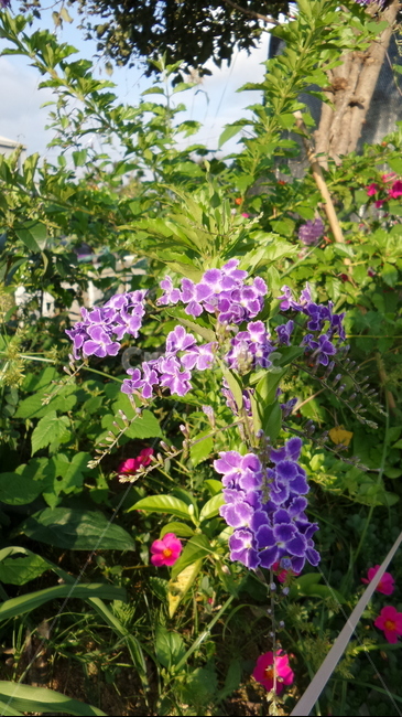 발렌타인자스민,보라색꽃,듀란타,마편초과,정원식물,식물,자연,plants,nature,꽃,flower