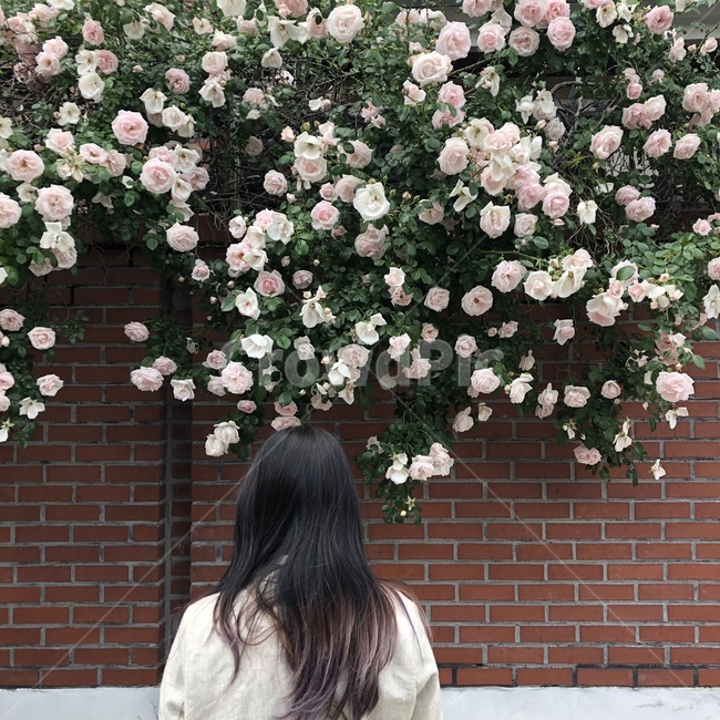 뒷모습,옴브레,여자뒷모습,머리,뒷머리,담벼락,장미,레이어드컷